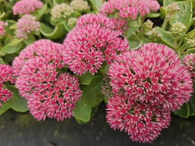 Fetthenne (Hylotelephium) 'Herbstfreude'