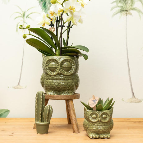 Livraison plante Owl Bloempot - Pot décoratif vert