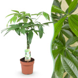 Livraison plante Pachira Aquatica