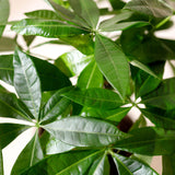 Livraison plante Pachira Aquatica et panier H90cm