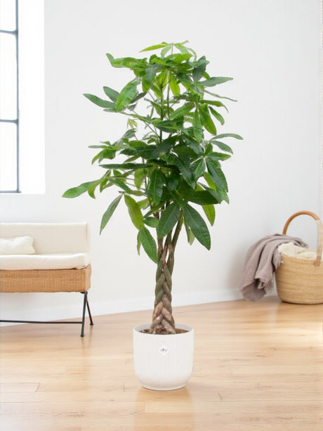 Livraison plante Pachira Aquatica et son pot