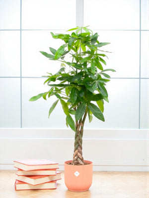 Livraison plante Pachira Aquatica et son pot