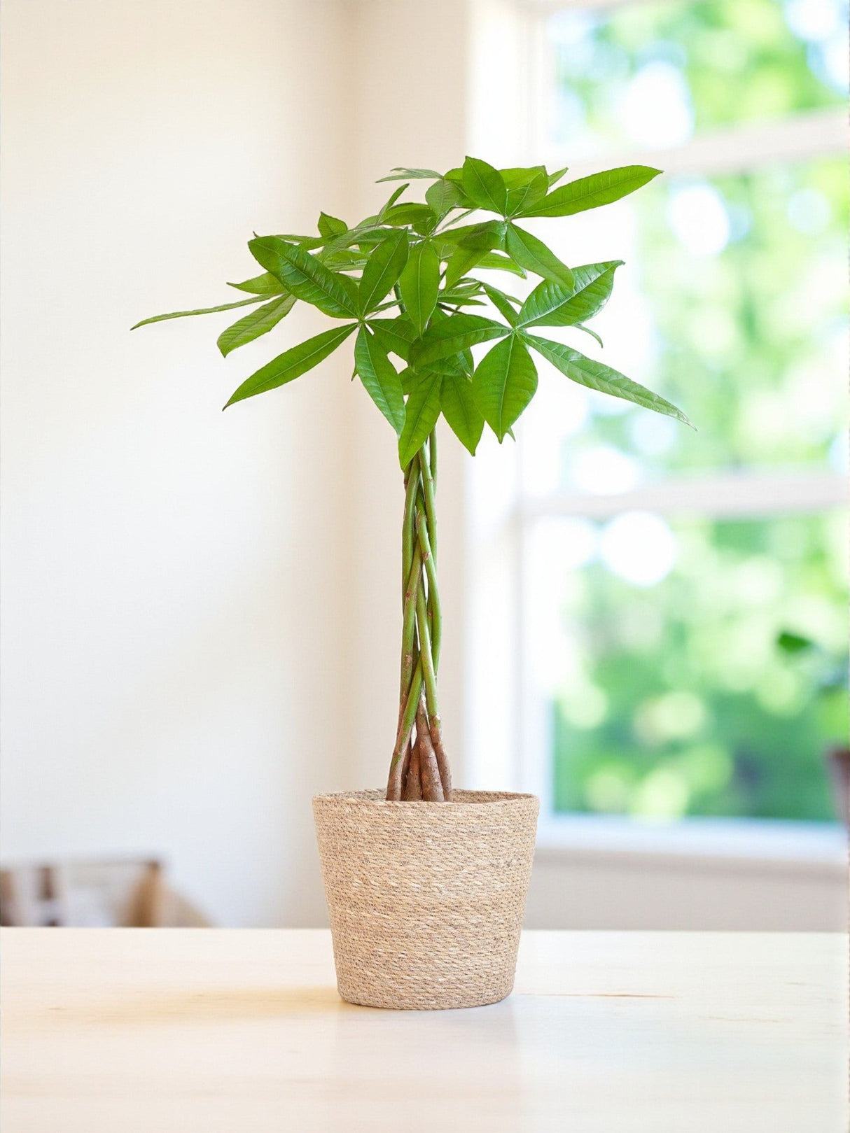 Livraison plante Pachira Aquatica et son pot