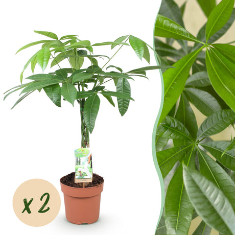 Livraison plante Pachira Aquatica tronc tressé – Lot de 2 – Pot 17 cm