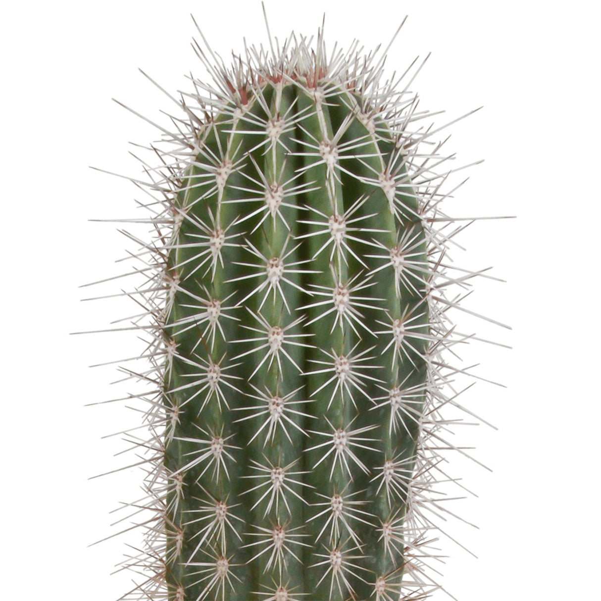 Livraison plante Pachycereus Pringlei - Cactus d'intérieur