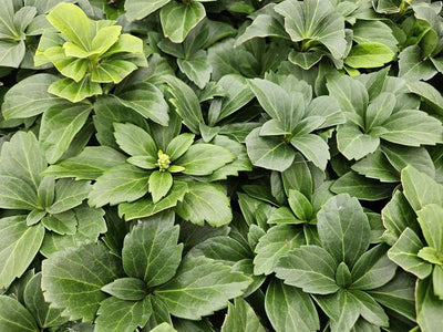 Japanischer Ysander (Pachysandra terminalis) 'Terminalis'