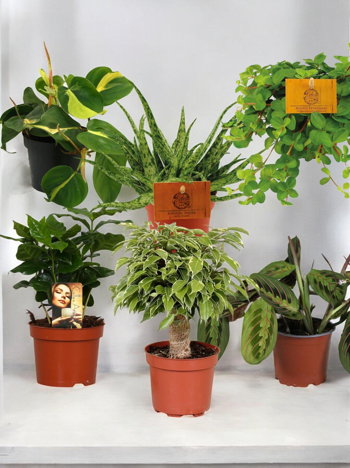 Livraison plante Pack de 6 plantes pour le bureau