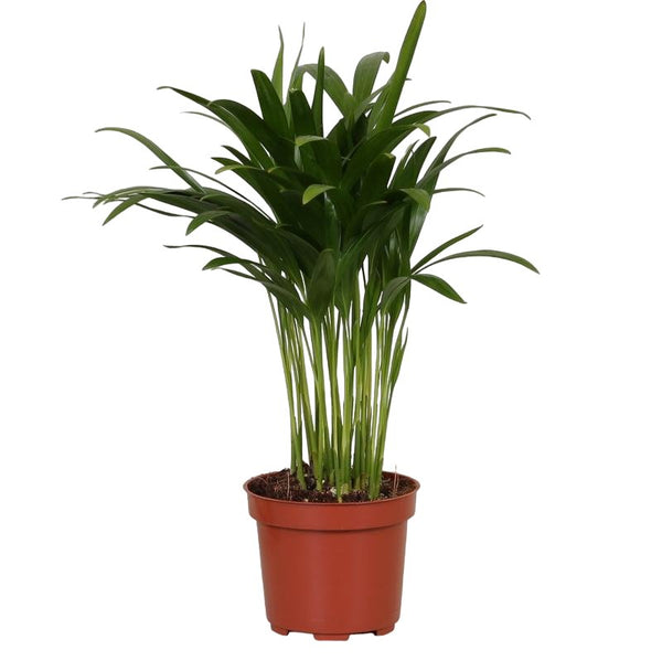 Livraison plante Palmier Areca 'Dypsis'