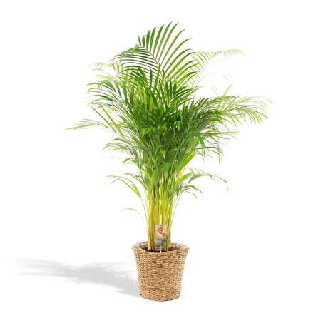 Livraison plante Palmier Areca et son panier naturel h130cm