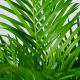 Livraison plante Palmier Areca XL h120cm