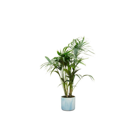 Livraison plante Palmier Kentia 130cm et son pot