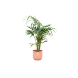 Livraison plante Palmier Kentia 130cm et son pot