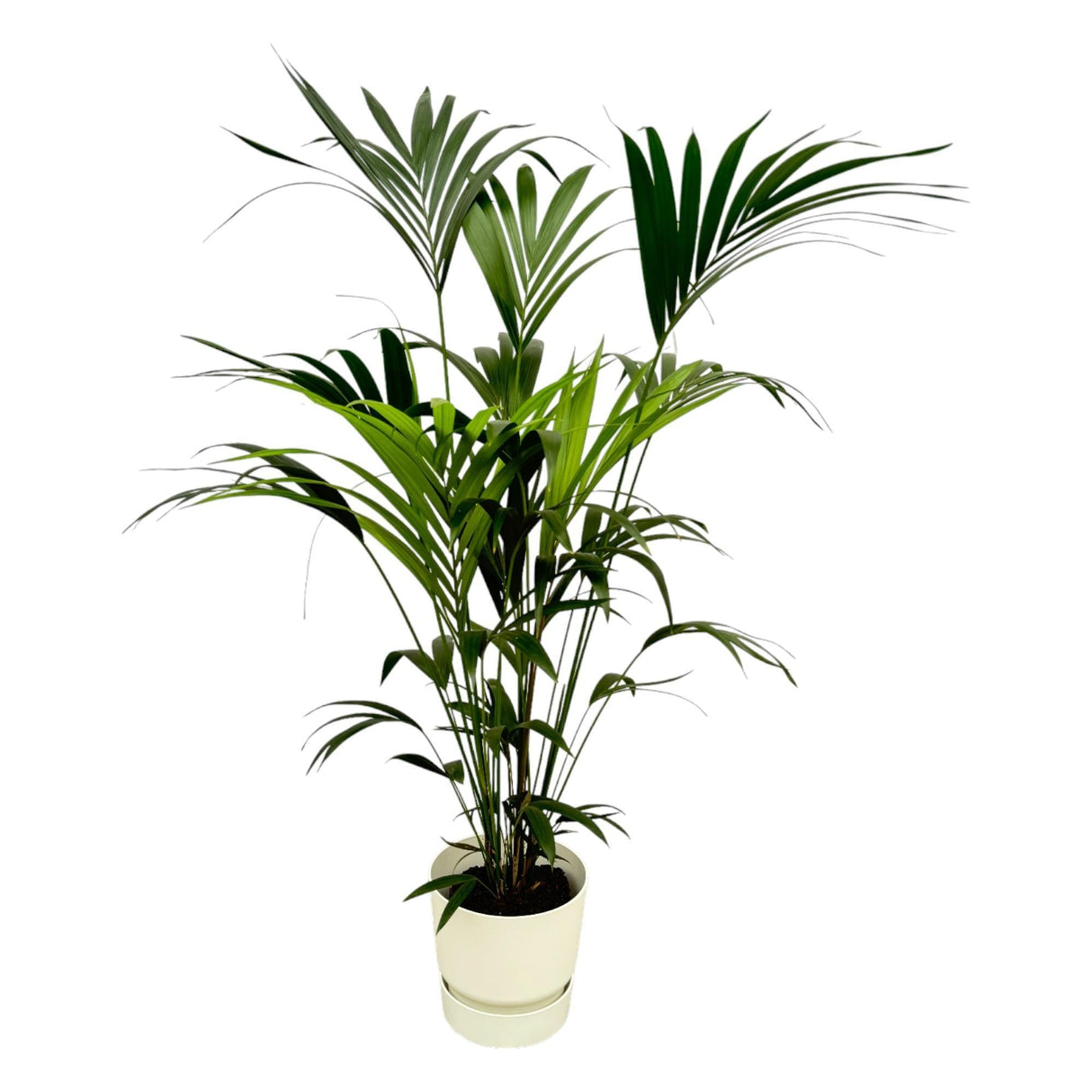 Livraison plante Palmier Kentia 160cm et son pot