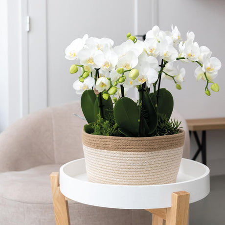 Livraison plante Panier de coton avec 3 orchidées roses et 3 Rhipsalis