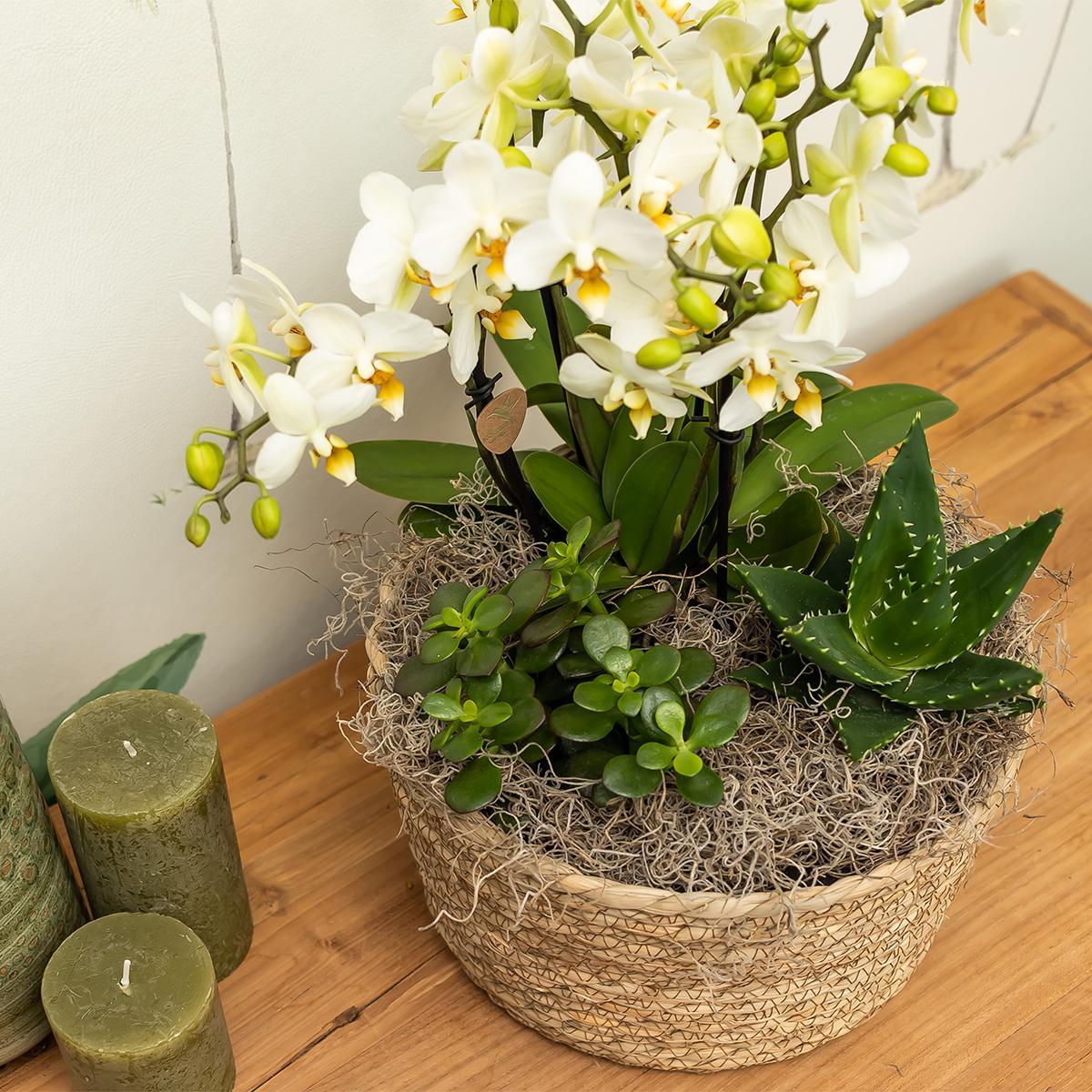 Livraison plante Panier Reed tressé naturel - Sierschaal