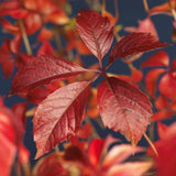 Livraison plante Parthenocissus Engelmannii – Lot de 2 – Pot 11 cm
