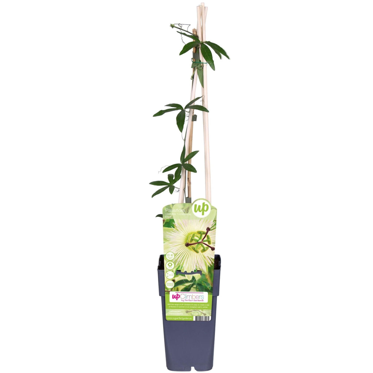 Livraison plante Passiflora bleu 'Constance Elliot' - ↨65cm - Ø15 - plante d'extérieur grimpante fleurie