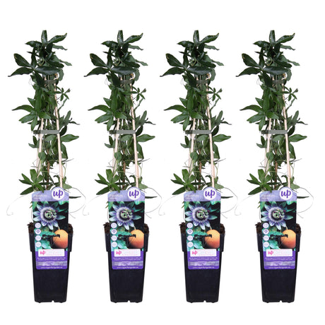 Livraison plante Passiflore Caernule - Lot de 4