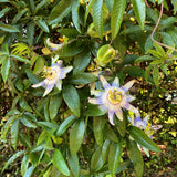 Livraison plante Passiflore caerulea – Lot de 2 – Pot 11 cm – Hauteur 40 cm