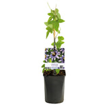 Livraison plante Passiflore Damsel's Delight – Lot de 2 – Pot 11 cm