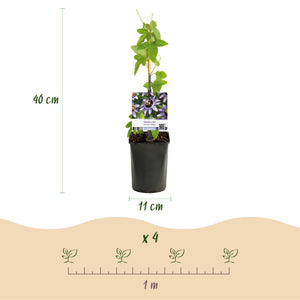 Livraison plante Passiflore Tricolore – Lot de 3 – Pot 11 cm – Hauteur 40 cm