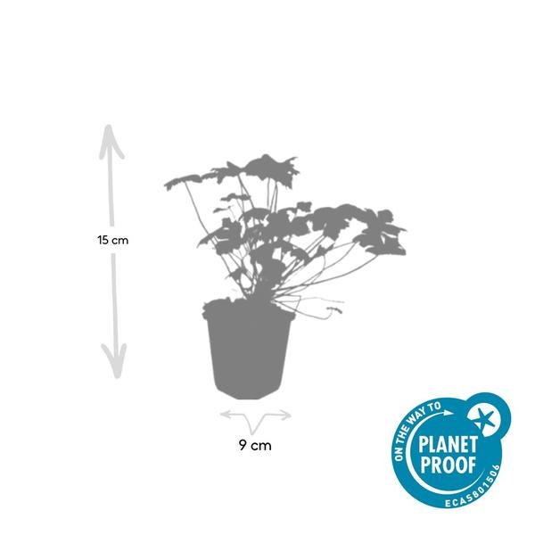 Livraison plante Pelargonium Tiny Monster