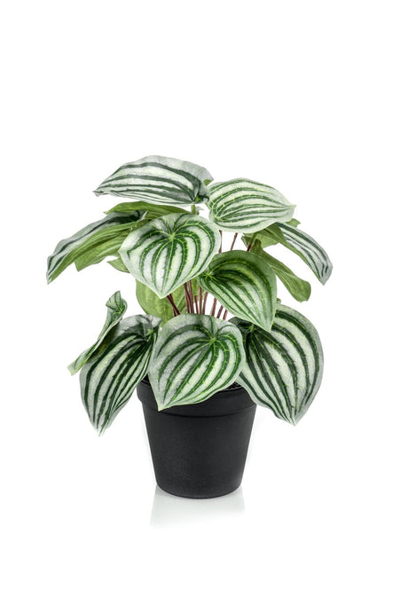 Livraison plante Peperomia Argyreia plante artificielle - h25cm, Ø11cm