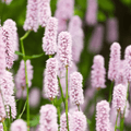 Staudenknöterich (Persicaria Amplexicaulis) 'Alba'