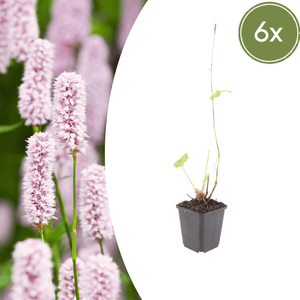 Livraison plante Persicaria bistorta
