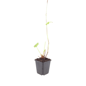 Livraison plante persicaria suberba