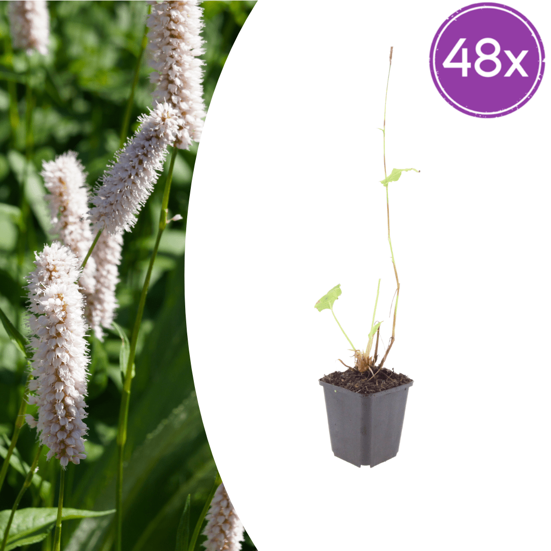 Livraison plante Persicaria superba