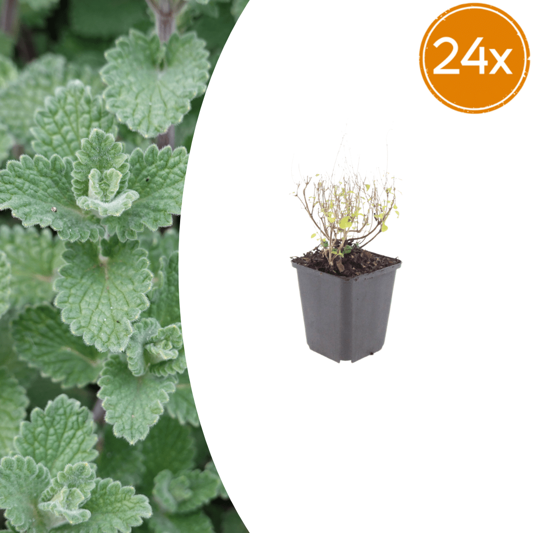 Livraison plante Petit calament