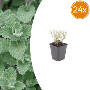 Livraison plante Petit calament