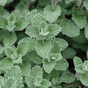 Livraison plante Petit calament