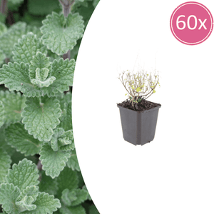 Livraison plante Petit calament