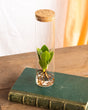 Livraison plante Petit Clusia en hydroculture et son tube en verre