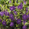 Kleines Immergrün (Vinca minor) 'Atropurpurea'
