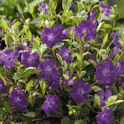 Kleines Immergrün (Vinca minor) 'Atropurpurea'