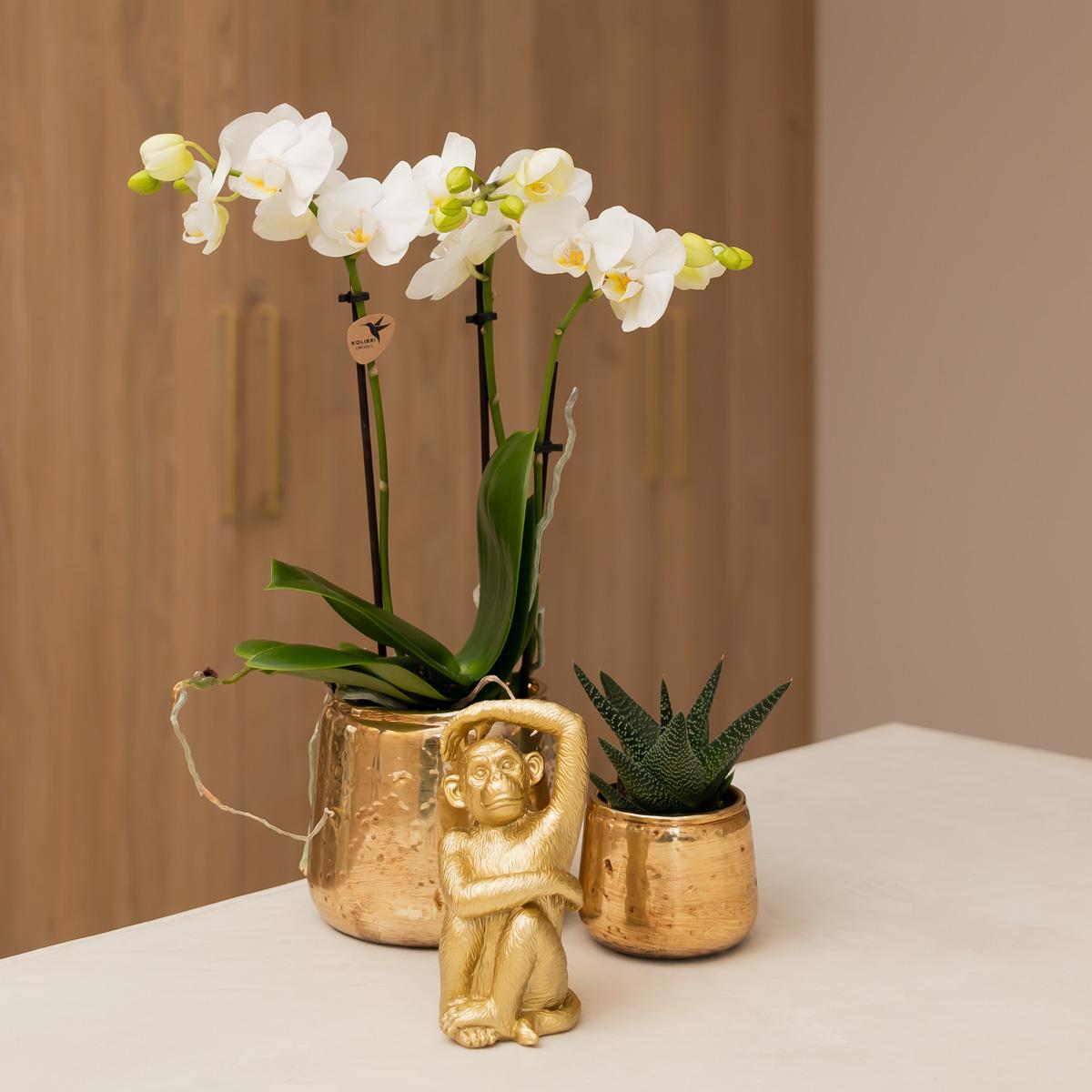 Livraison plante Phalaenopsis Amabilis en pot luxueux doré