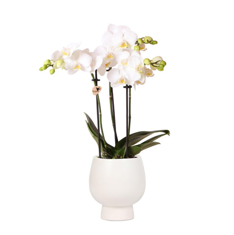 Livraison plante Phalaenopsis Amabilis Multiflora en pot Scandic blanc