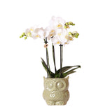 Livraison plante Phalaenopsis blanche en pot Owl vert - Orchidée fleurie