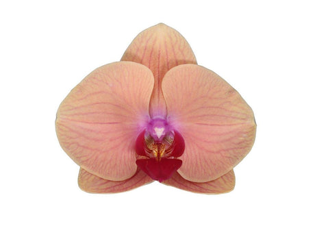 Livraison plante Phalaenopsis Carribean Dream