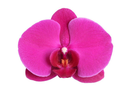 Livraison plante Phalaenopsis Joyride orchidée