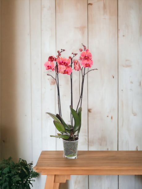 Livraison plante Phalaenopsis Narbonne orchidée