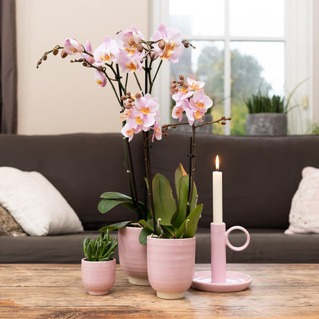 Livraison plante Phalaenopsis rose Jewel Treviso en pot rose glacé