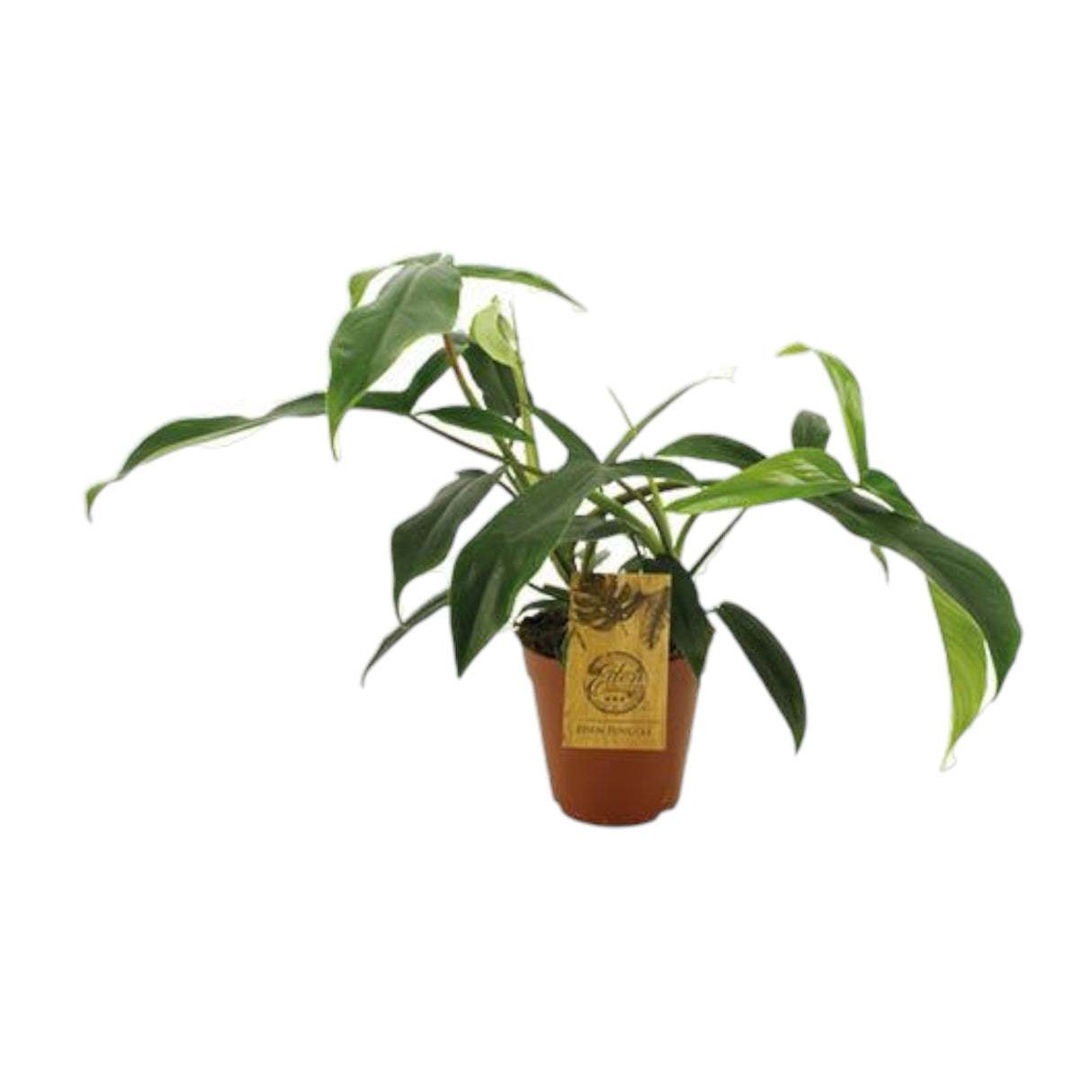 Livraison plante Philodendron