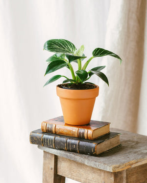 Livraison plante Philodendron Birkin
