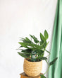 Livraison plante Philodendron Cobra