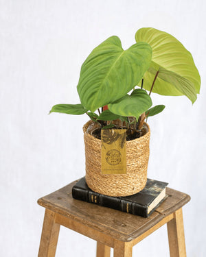Livraison plante Philodendron Fuzzy Petiole