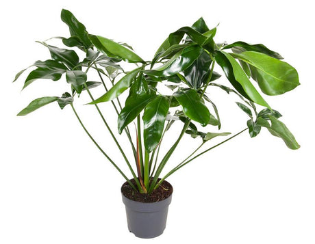 Livraison plante Philodendron Green Wonder